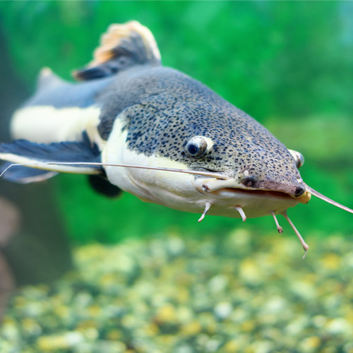Best Live Bait for Catfish in 2024 [Check my BIG List]