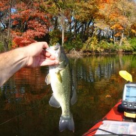 bass fishing in minnesota during fall