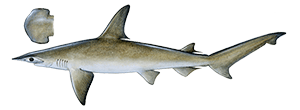 Bonnethead Shark