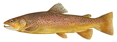 Brown Trout