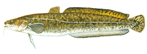 Burbot