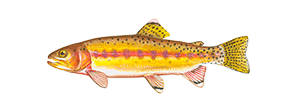 Golden Trout