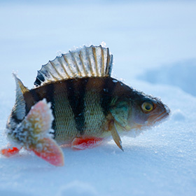 Bass fish on snow