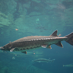 Atlantic sturgeon