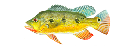 Butterfly Peacock Bass