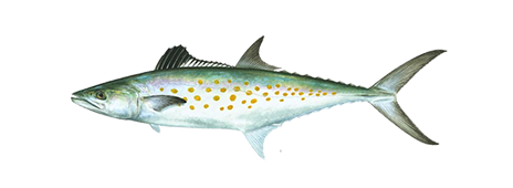 Spanish Mackerel