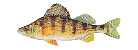 Yellow Perch