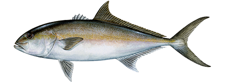 Greater Amberjack