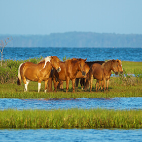 Assateague Island horses