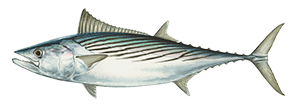 Atlantic Bonito