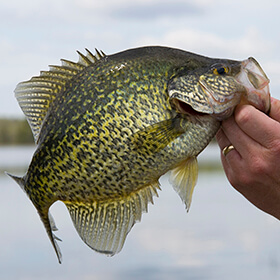 Someone holding a crappie fish