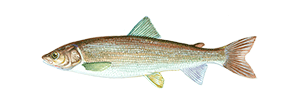 Mountain Whitefish