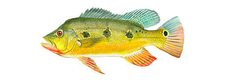 Butterfly Peacock Bass – Discover Fishes