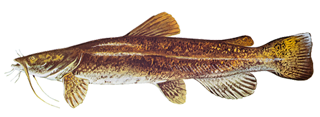 flathead catfish bait