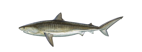 Tiger Shark: Discover how to identify and tips to catch